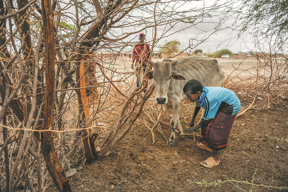 Lidé pracují 2. prosince v oblasti postižené suchem v Mandeře v Keni. Obyvatelé Mandery se pokoušejí pečovat o zvířata a zároveň bojují o vodu a potraviny ve státě, který v posledních několika letech nemá dostatečné množství srážek.