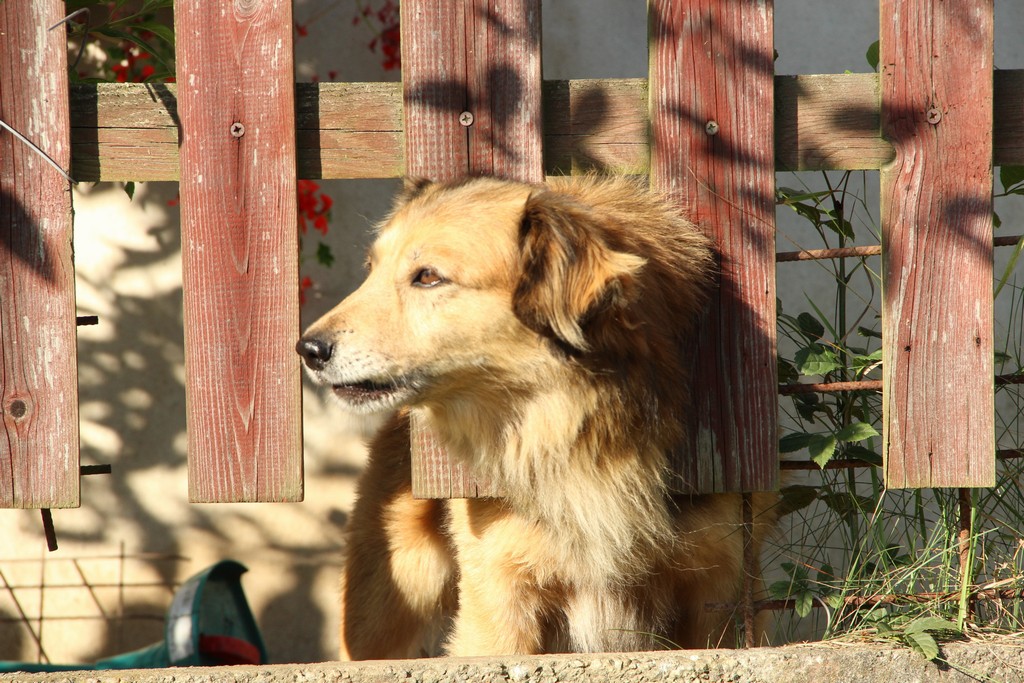 Stavební bytové družstvo STAVBAŘ, družstvo , Praha IČO 00033251