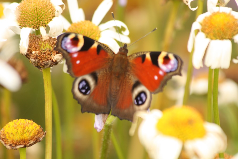 Řecko tvrdí, že dohoda z roku 1960 nepokryla klíčové požadavky, včetně plateb za poškozenou infrastrukturu, válečných zločinů a návratu nucené půjčky z okupovaného Řecka