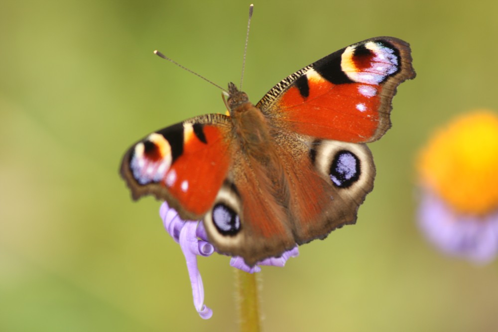 Suzana Strkulova Identifikační číslo: 87416051