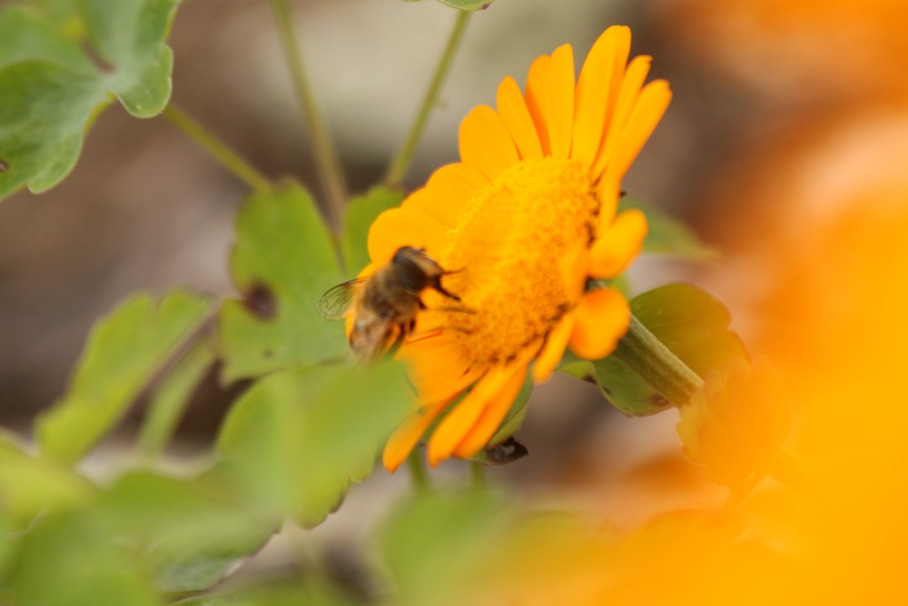 Reforma autorských práv: vstoupila v platnost směrnice EU