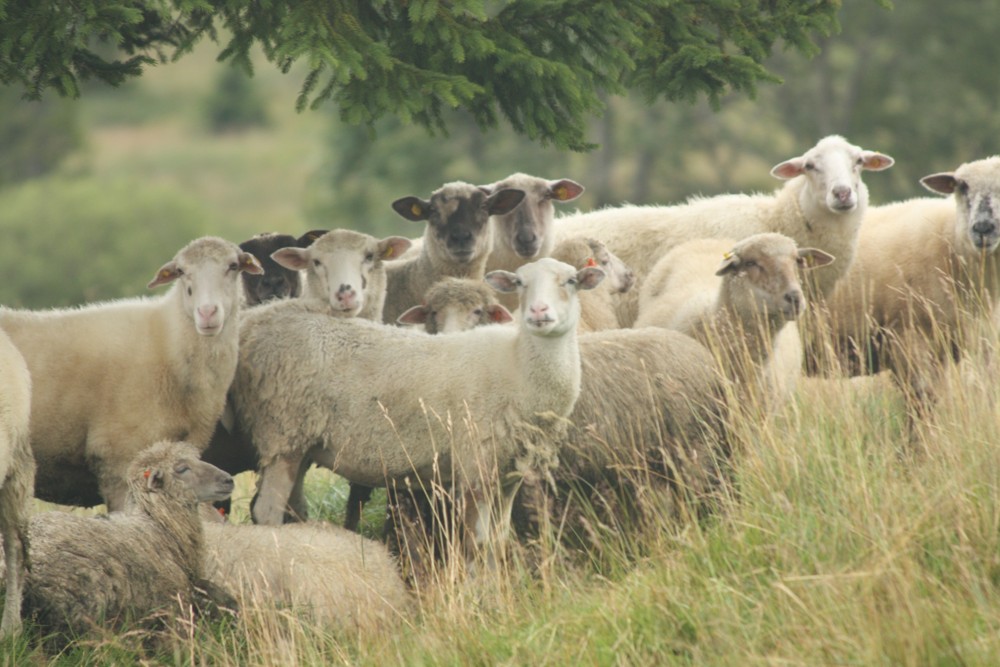 Region střední Evropy profituje z uvolněné měnové politiky ECB
