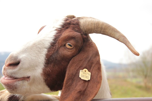 EU je znepokojena zavedením nových amerických cel na dovoz evropských automobilů