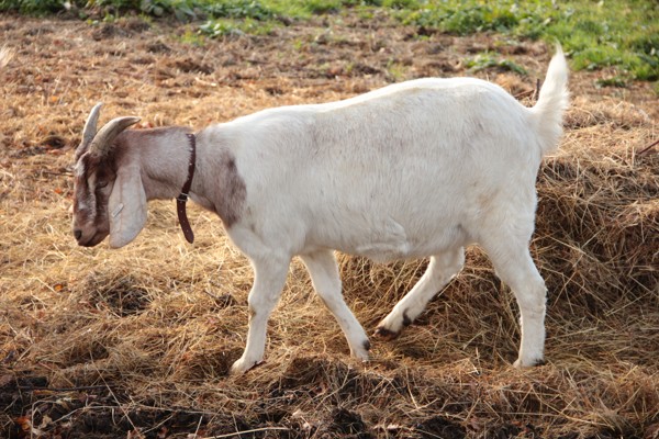 Stavební bytové družstvo Vyšehrad , Praha IČO 00032875