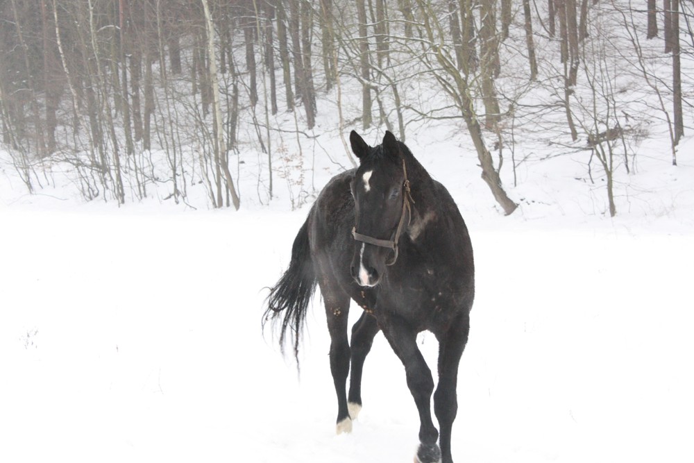 Společenství vlastníků jednotek domu č.p. 705, Sídliště Svákov, Soběslav III