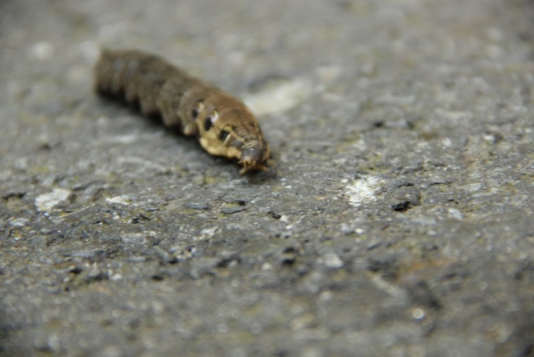 AGUSTA s.r.o. , Praha IČO 27695212