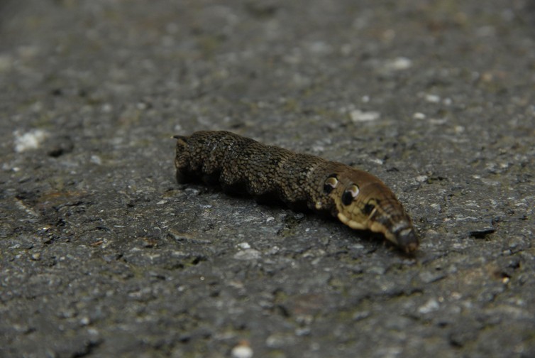 BECKER motory s.r.o. , Praha IČO 26446057