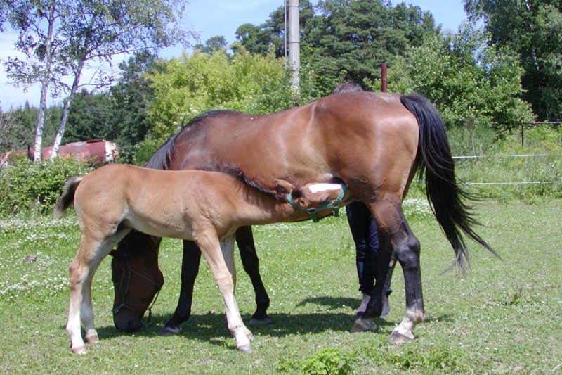 HappyStyle s.r.o. IČO 03315673