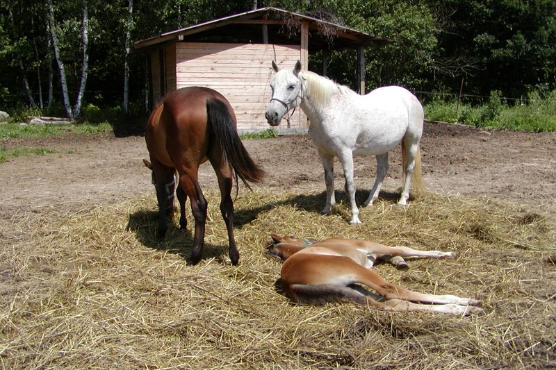 Tomáš Procházka Identifikační číslo: 87416310