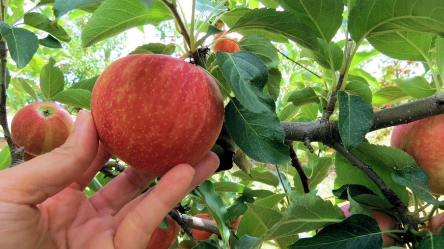 Slavnostní sklizeň jablek v jižní Brazílii se v únoru očekává zrychlení